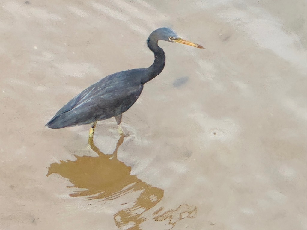 Pacific reef heron
