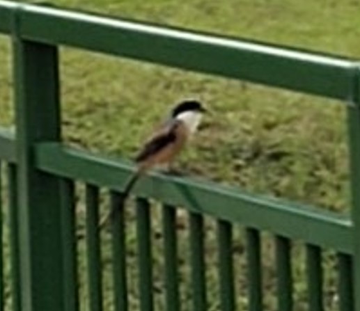 Long-tailed shrike