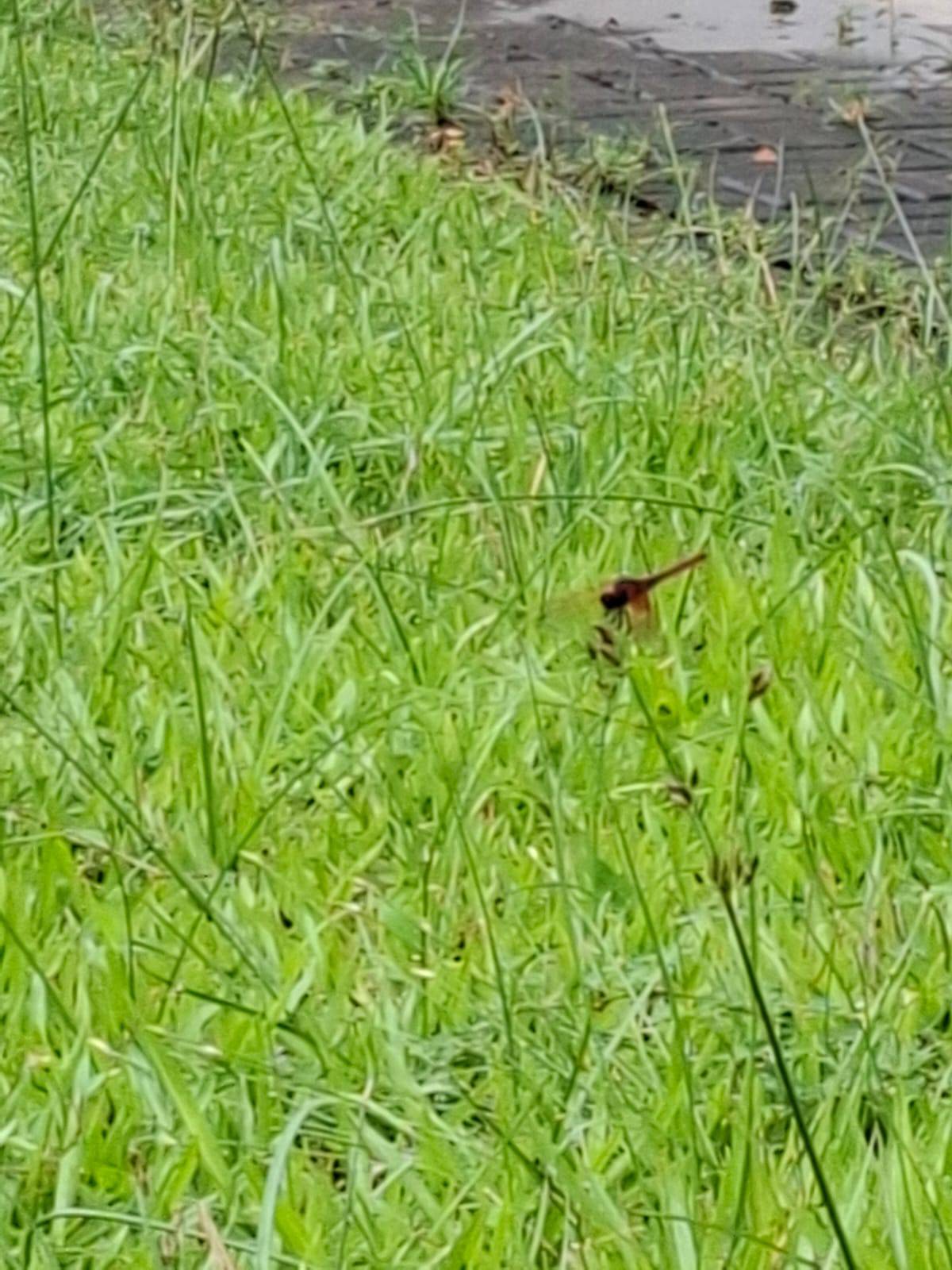 Dragonfly