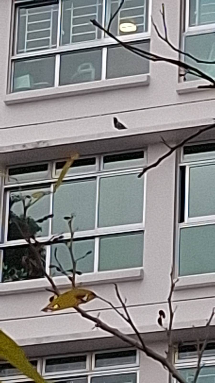 Javan myna