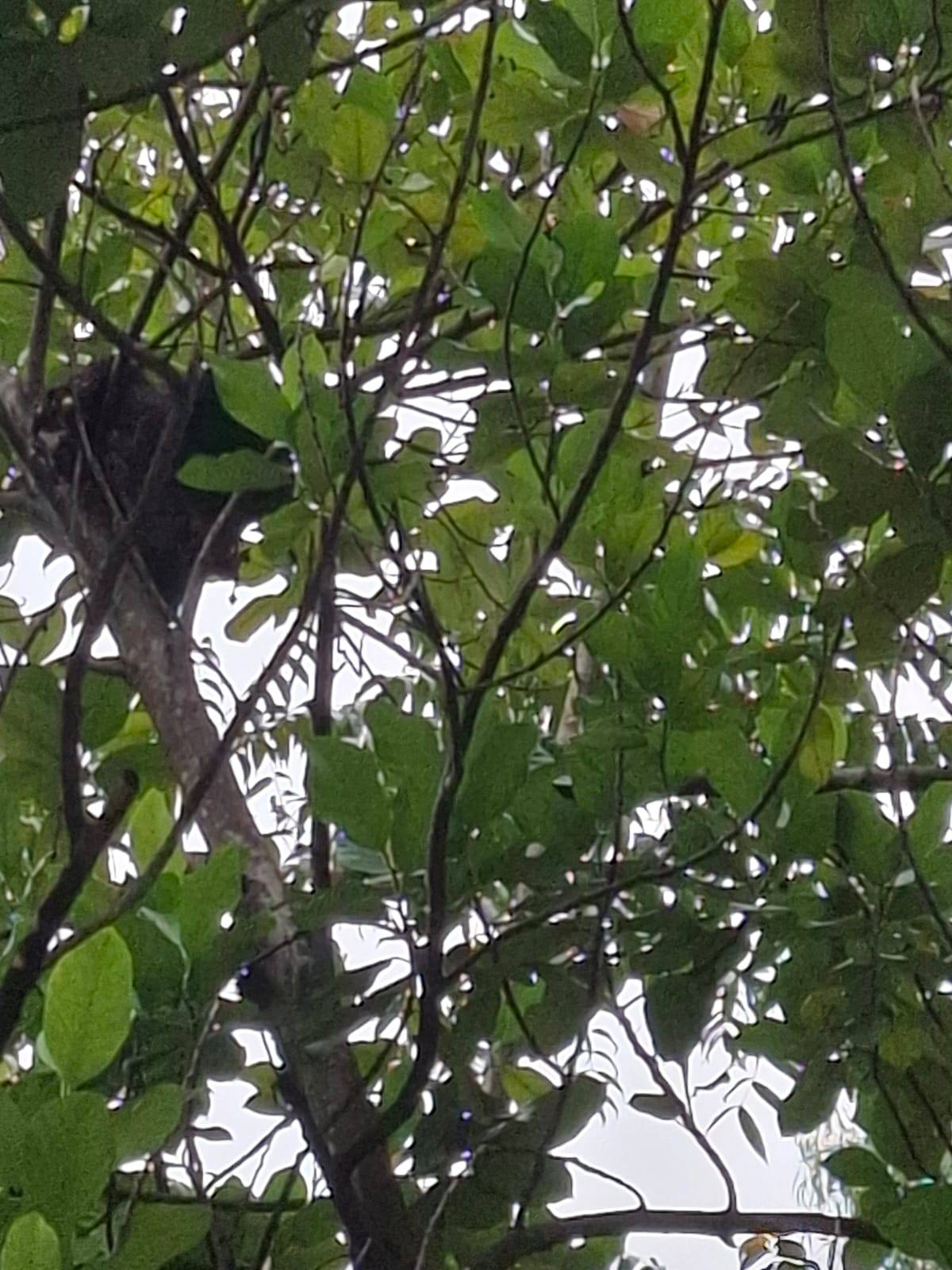 Bird nest