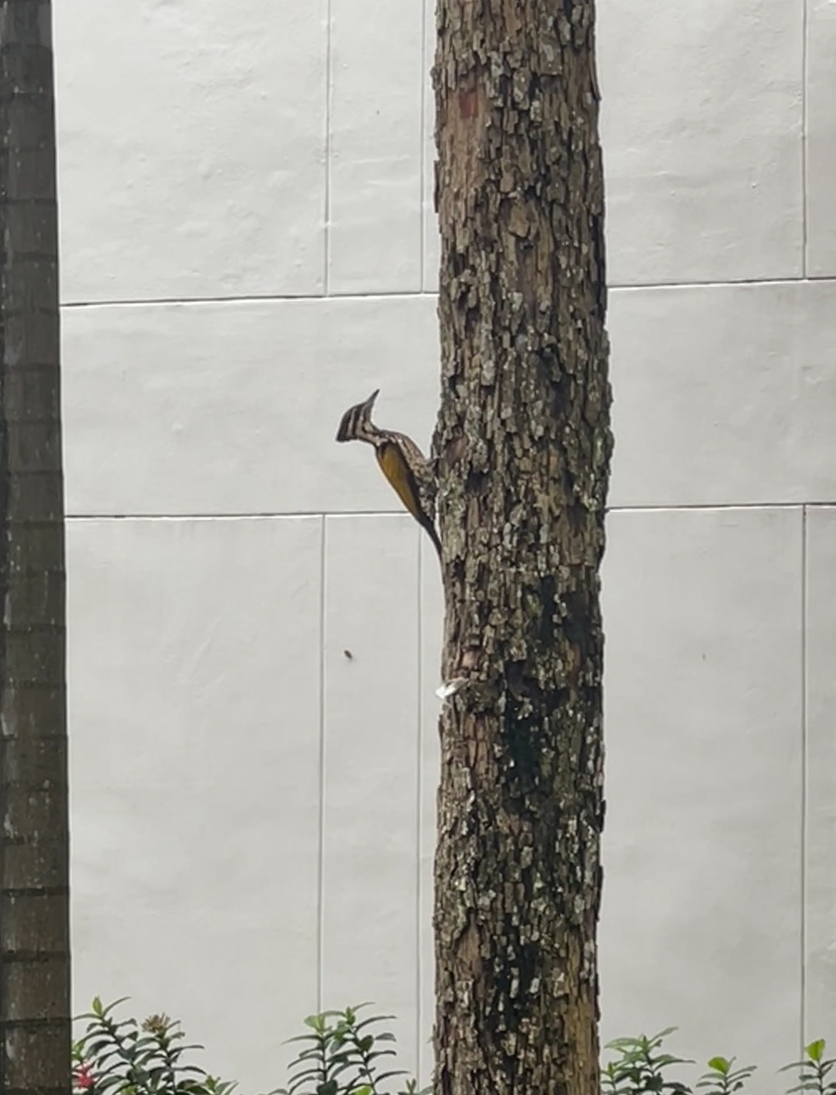 Common flameback