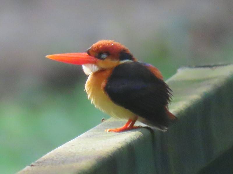 Oriental dwarf kingfisher 