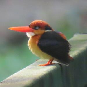 Oriental dwarf kingfisher 