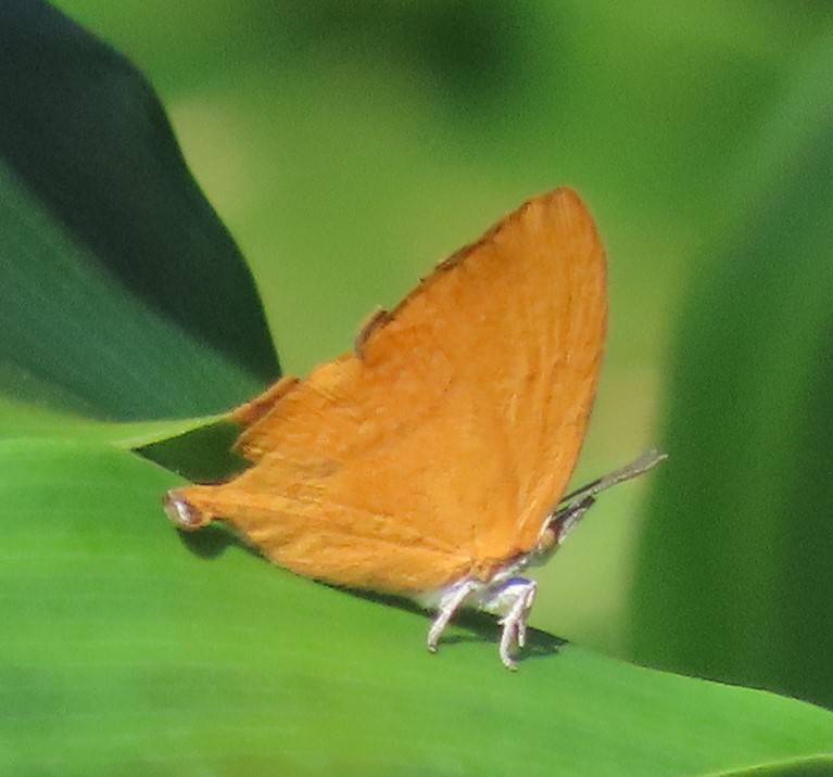 Yamfly 