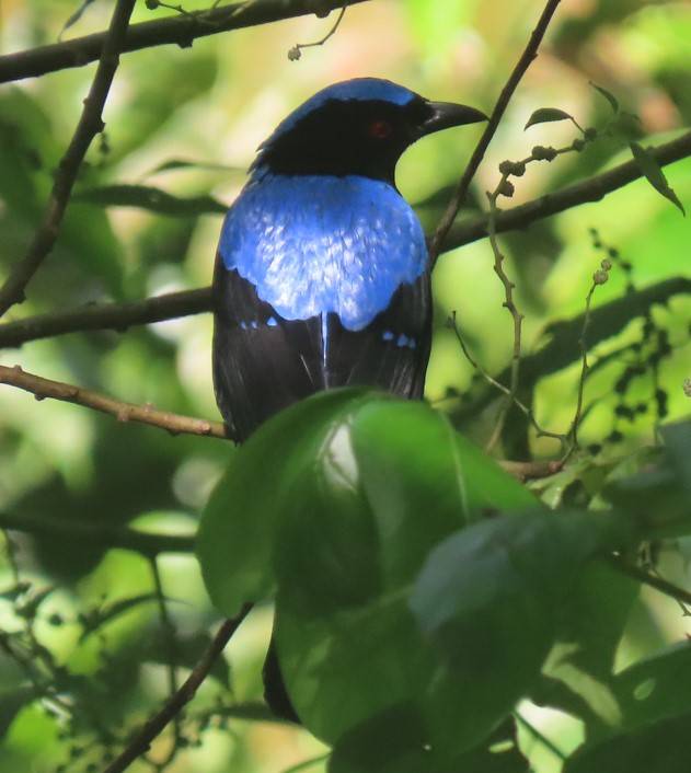 Asian fairy bluebird