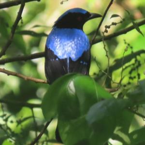 Asian fairy bluebird
