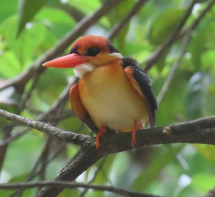 Oriental dwarf kingfisher 