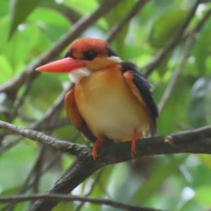 Oriental dwarf kingfisher 