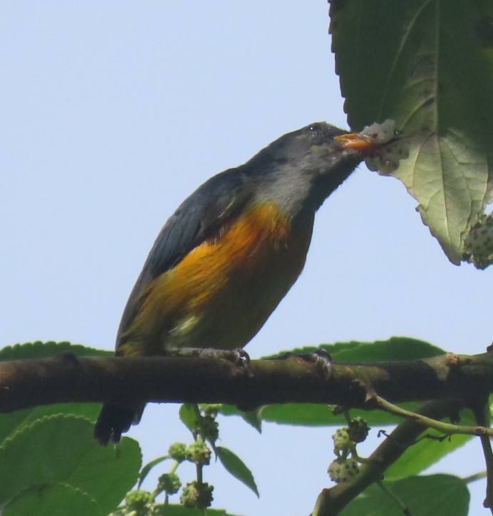 Orange bellied flowerpecker 