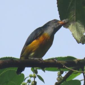 Orange bellied flowerpecker 