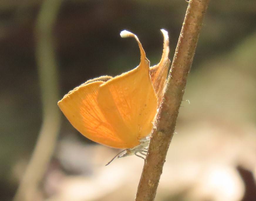 Yamfly