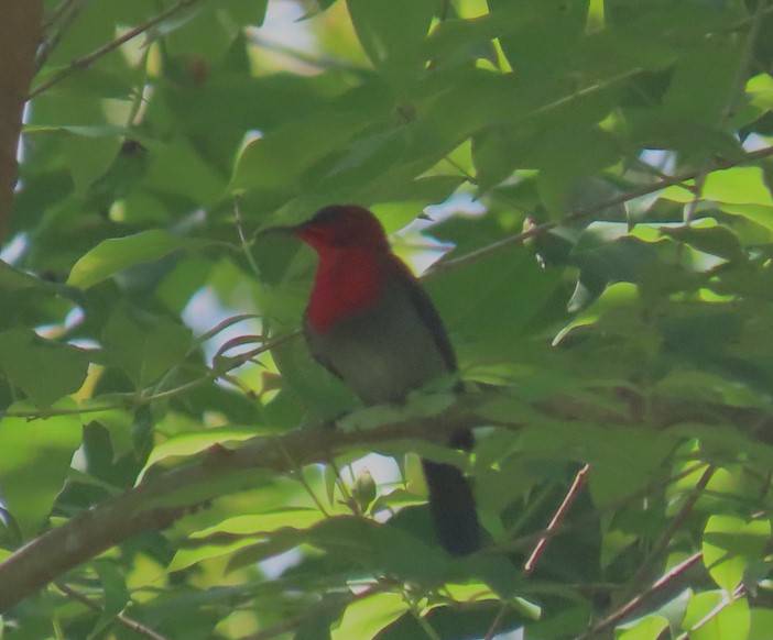 Crimson sunbird 