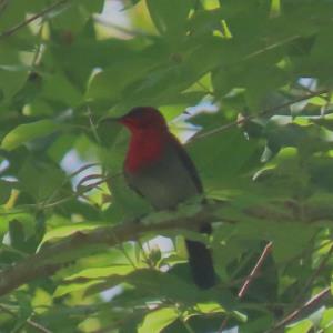 Crimson sunbird 