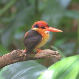 Oriental dwarf kingfisher 