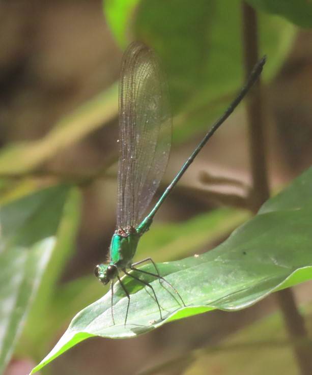 Common flashwing 