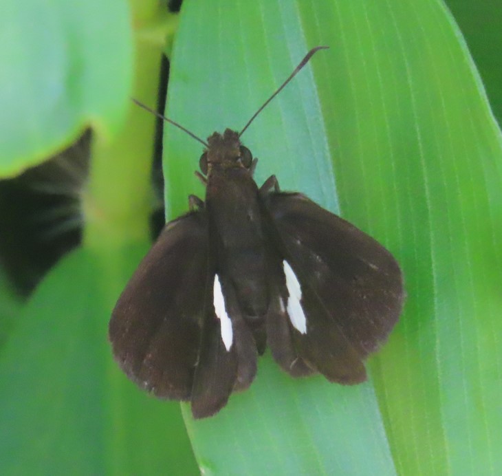 Banded demon