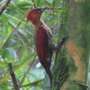 Banded woodpecker