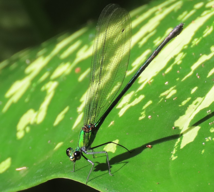 Common flashwing 