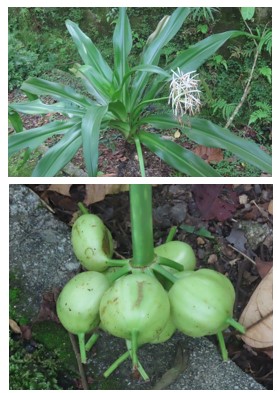 Crinum lily