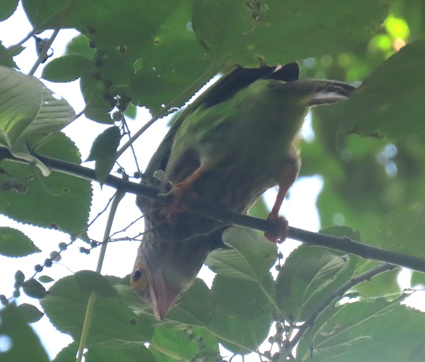 Lineated barbet