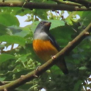 Orange bellied flowerpecker 