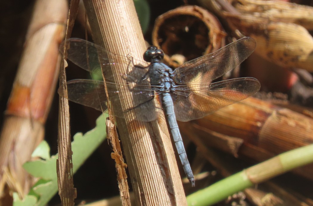 Slender blue skimmer?