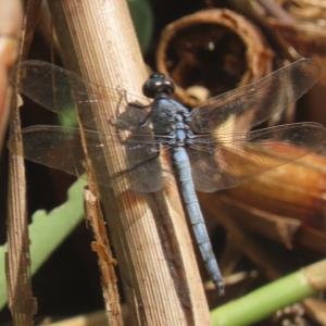 Slender blue skimmer?