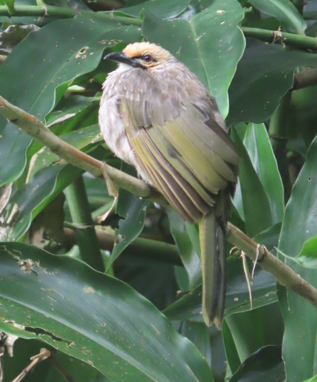 Straw-headed bulbul