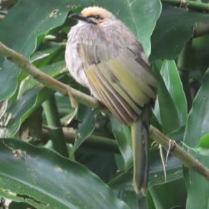 Straw-headed bulbul