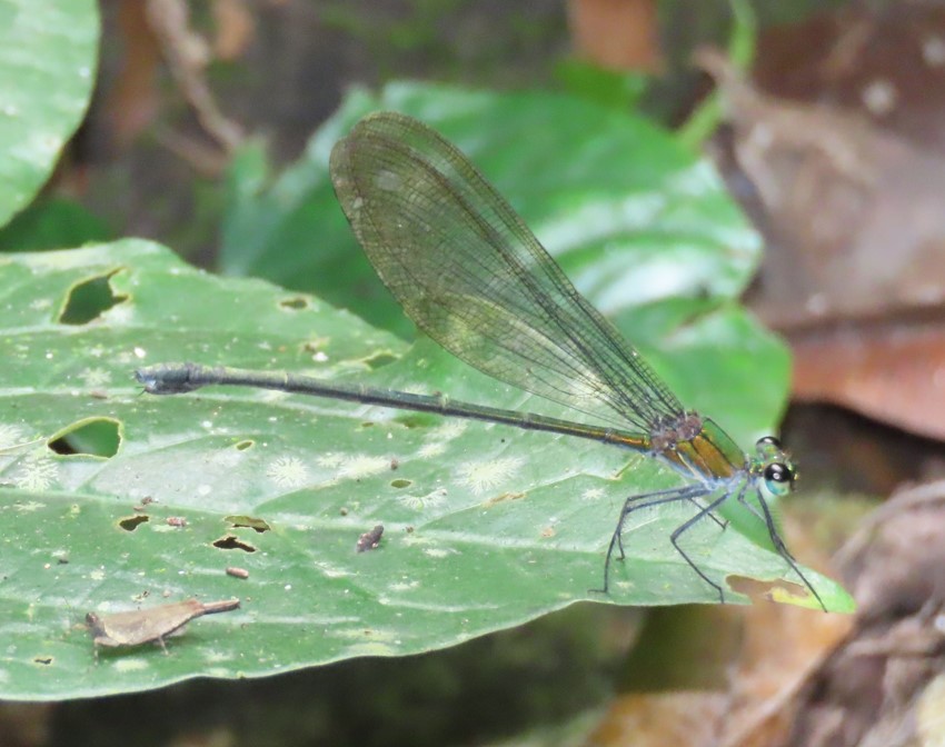 Common flashwing 