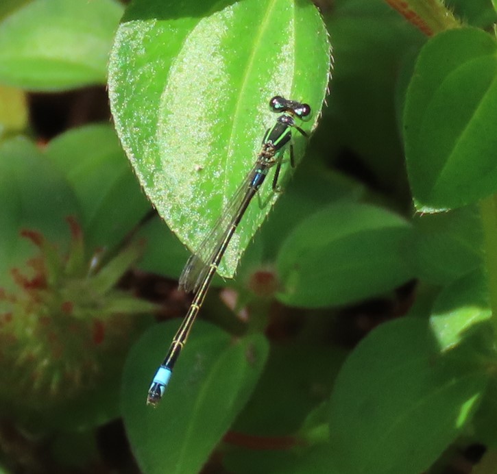Common bluetail