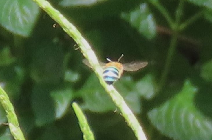 Sunda blue banded digger bee