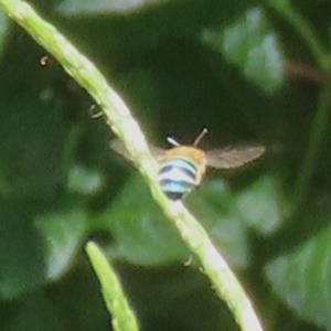 Sunda blue banded digger bee