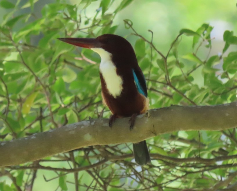 White-throated kingfisher