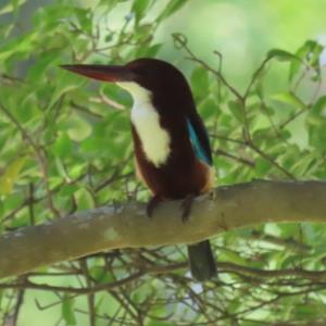 White-throated kingfisher