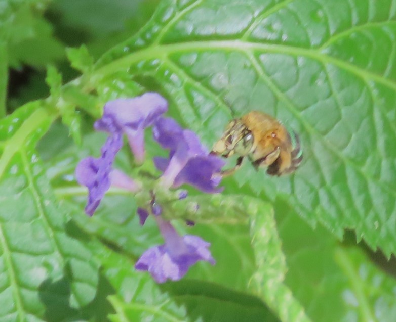 Sunda blue banded digger bee