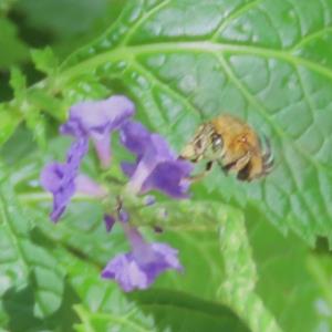 Sunda blue banded digger bee
