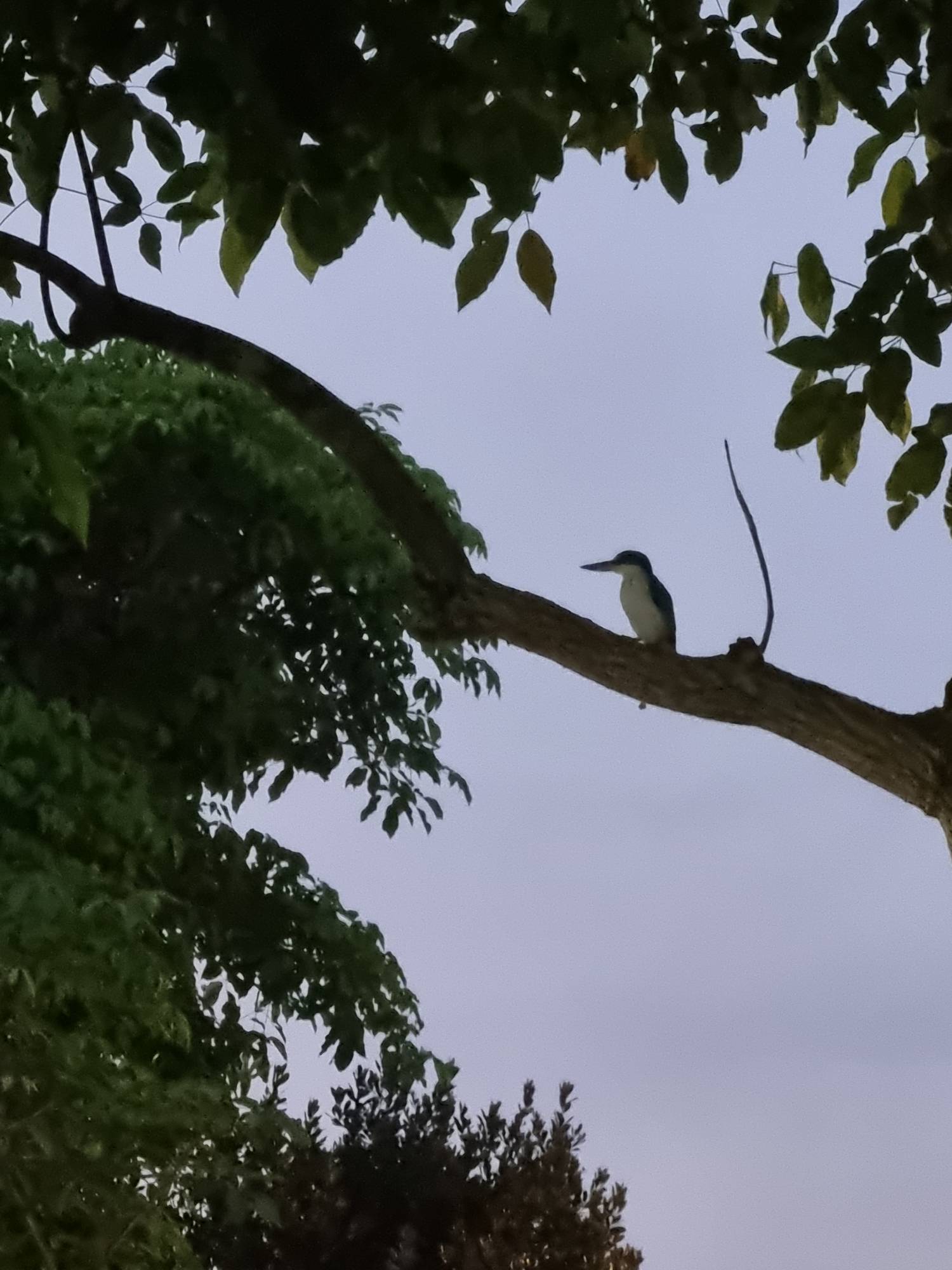 Collared kingfisher