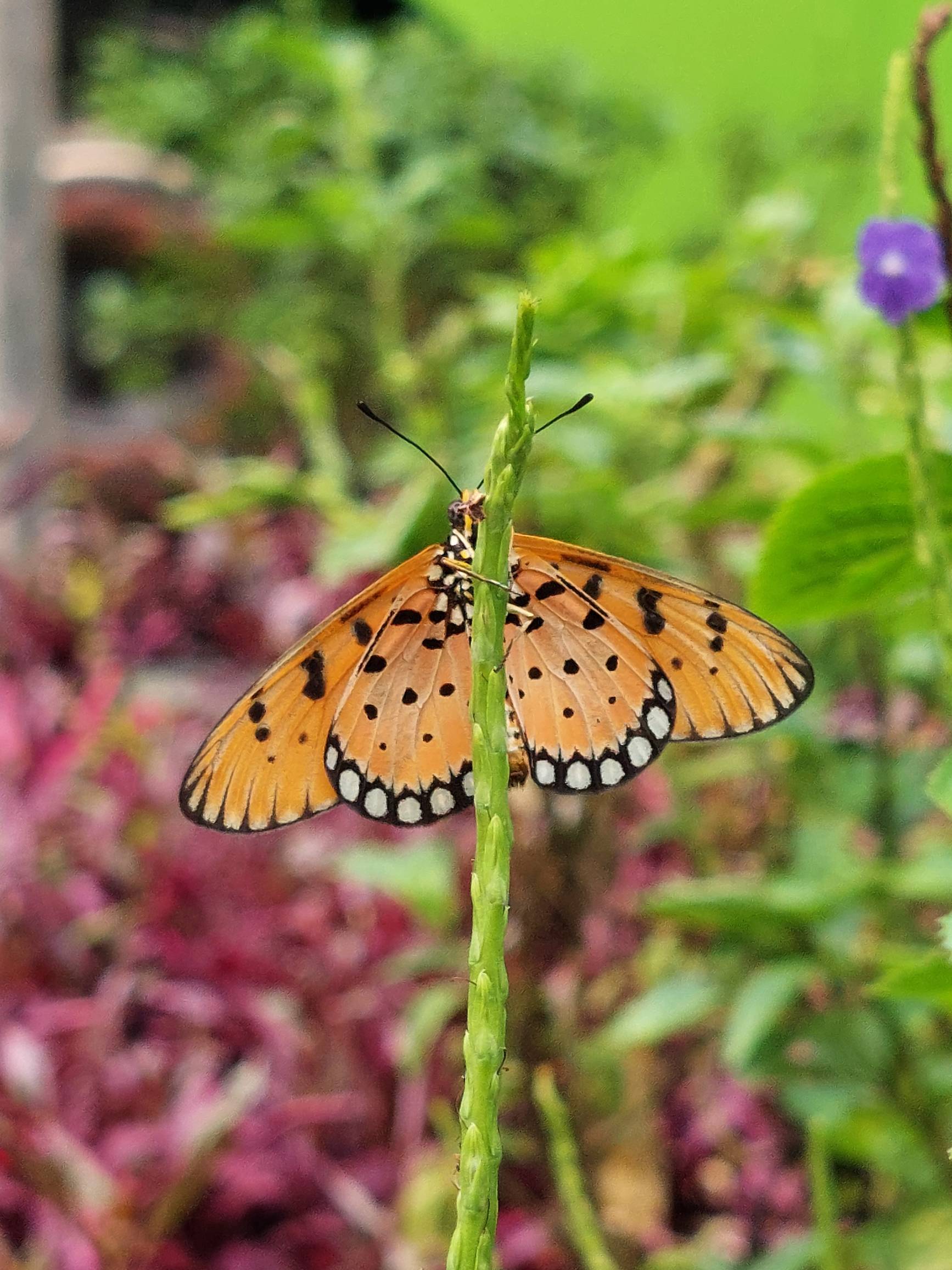 Tawny coster