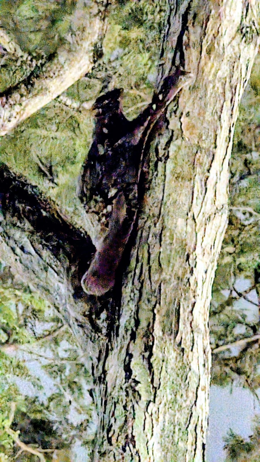 Sunda colugo