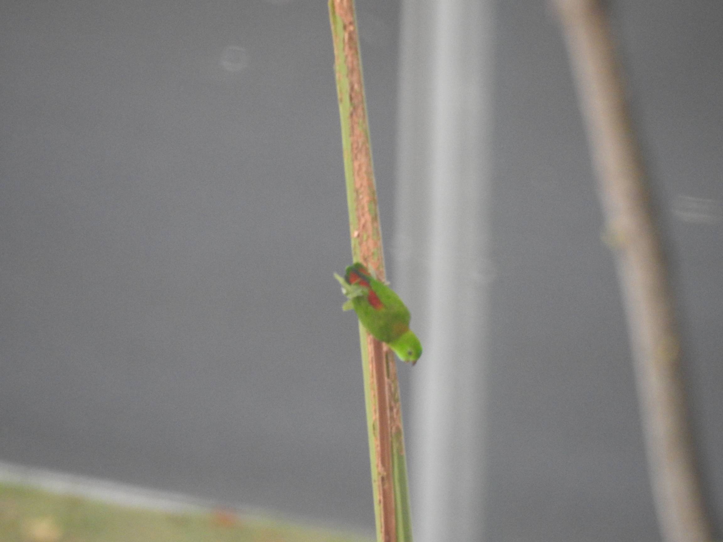 Blue crowned hanging parrot 