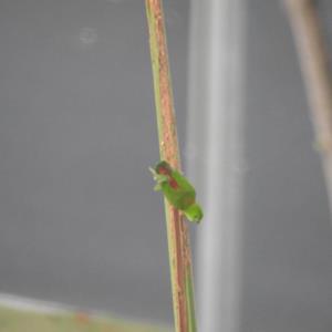 Blue crowned hanging parrot 