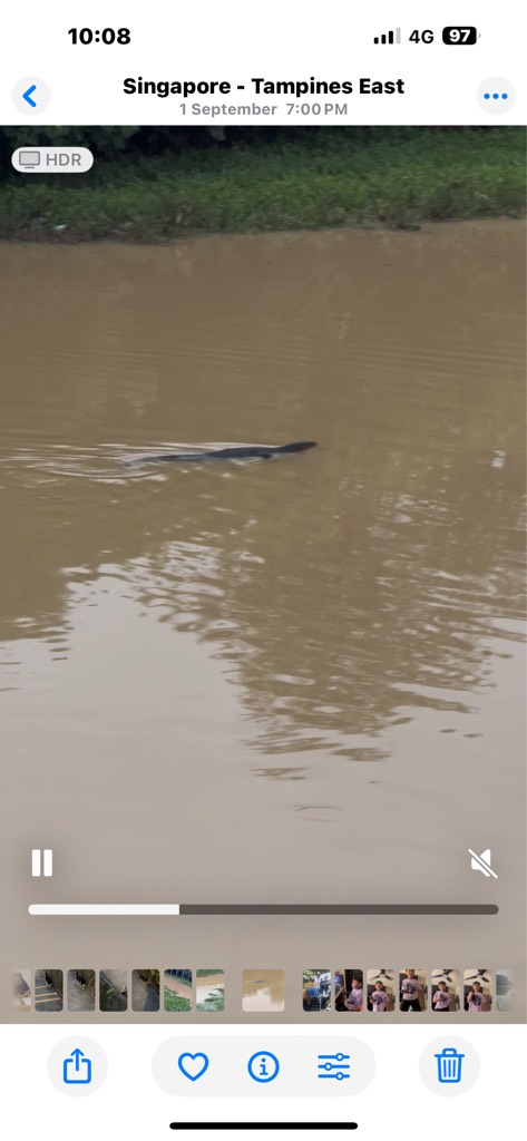 Malayan water monitor