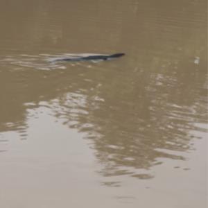 Malayan water monitor