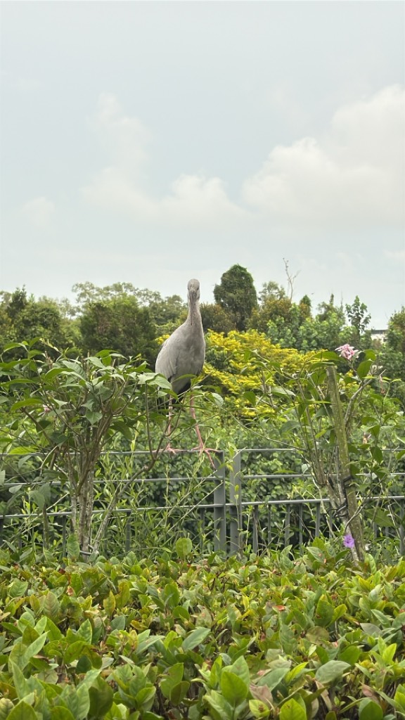 Asian openbill stork