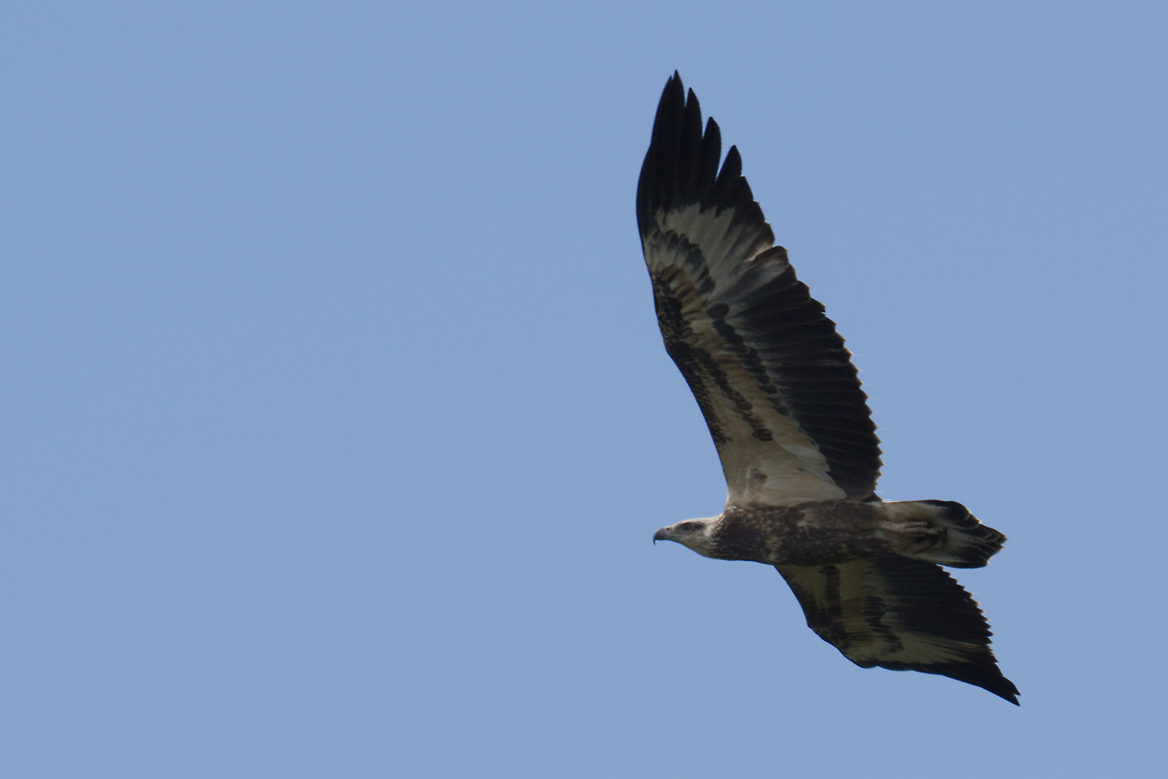 White-bellied sea-eagle