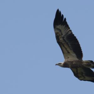 White-bellied sea-eagle