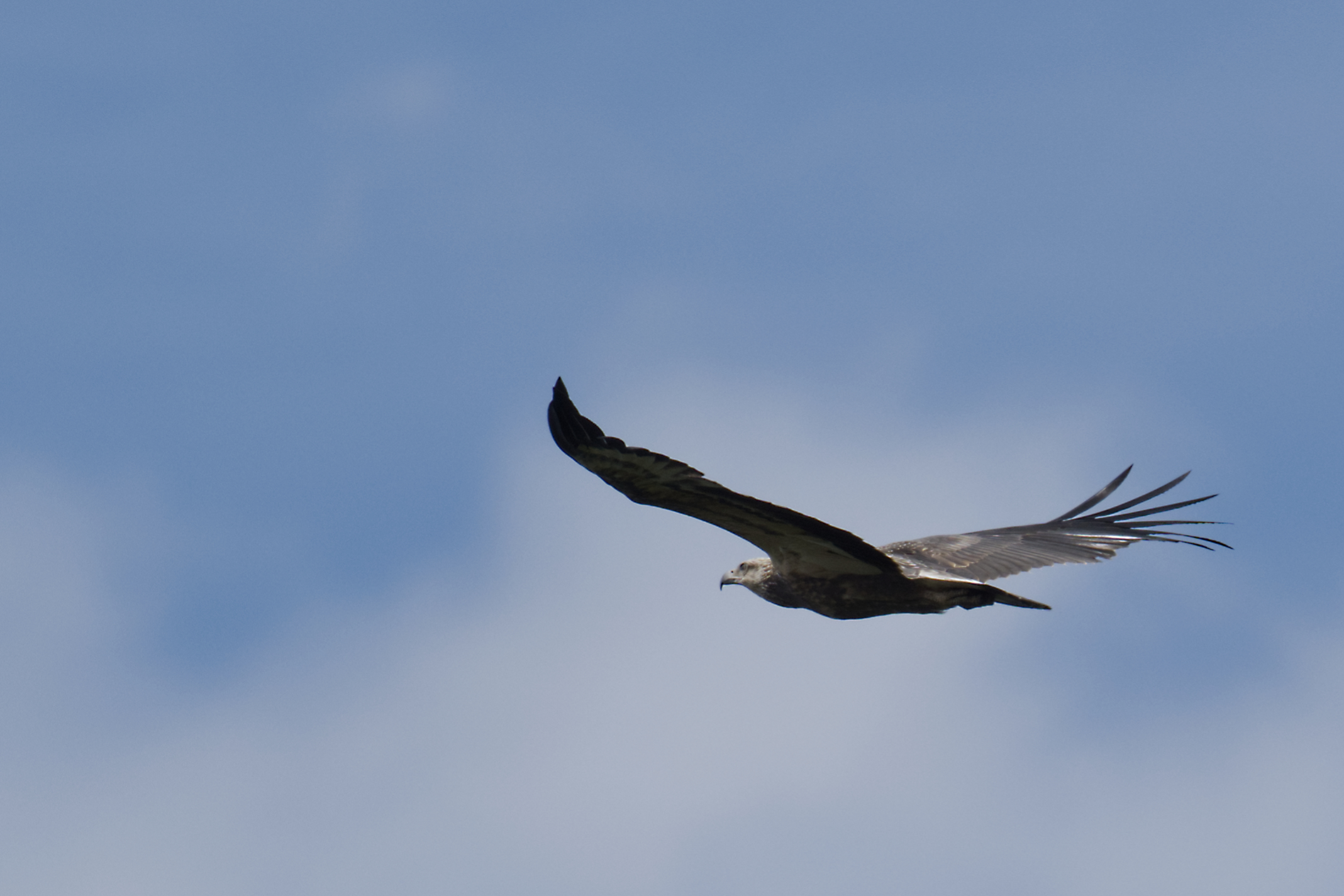 White-bellied sea-eagle