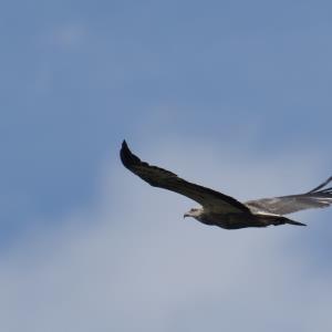 White-bellied sea-eagle
